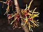 Hamamelis intermedia Darmstedt Gold